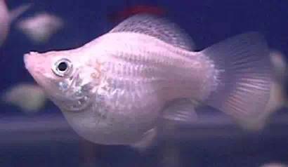 觀賞魚肉質_觀賞魚食肉魚有哪些_魚觀賞食肉有什么好處