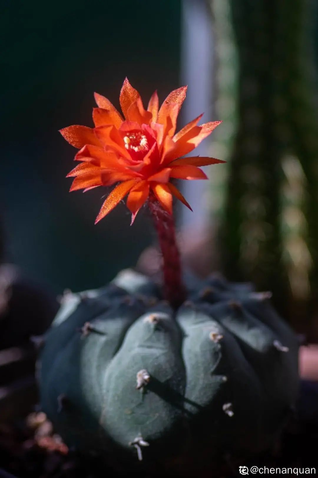 美好 | 送你一朵小紅花，開在心底，倔強生長