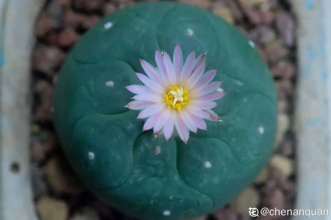 百合麗麗多肉繁殖方法_百合麗麗多肉植物怎么扦插_百合麗麗多肉