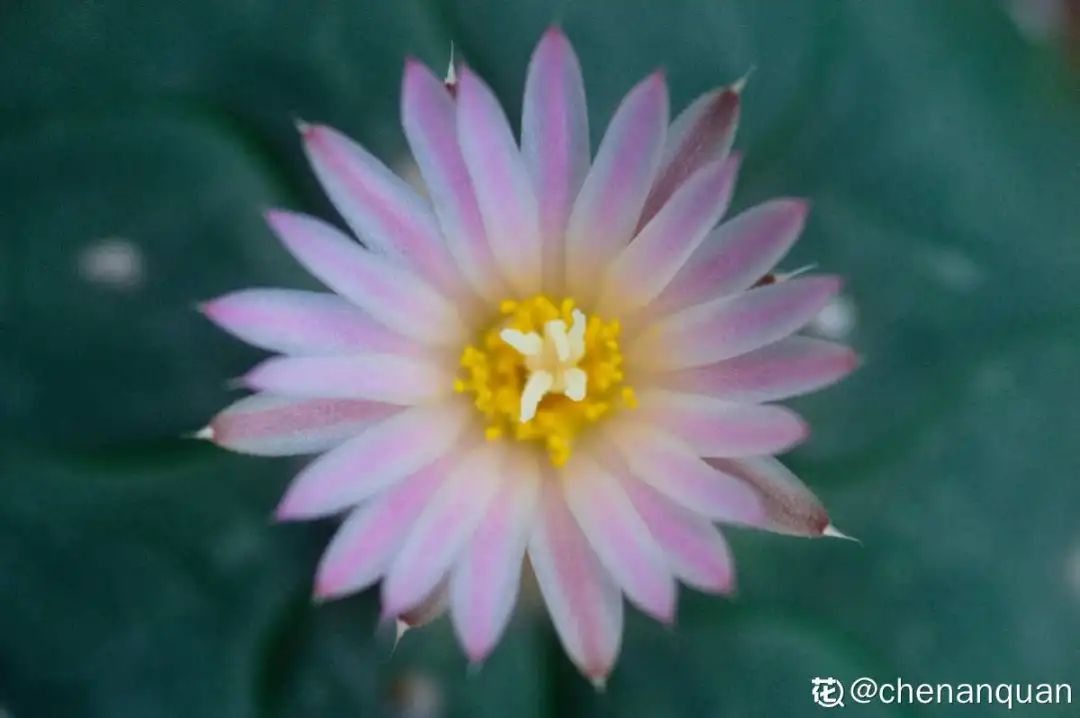 百合麗麗多肉植物怎么扦插_百合麗麗多肉繁殖方法_百合麗麗多肉