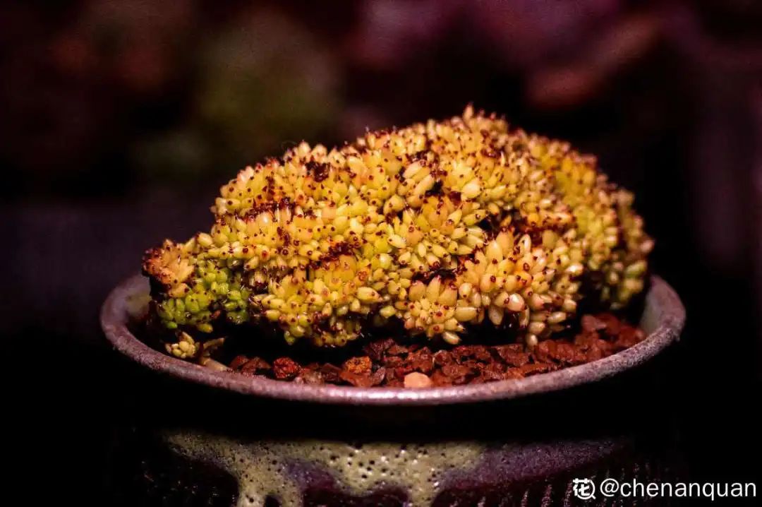 百合麗麗多肉植物怎么扦插_百合麗麗多肉_百合麗麗多肉繁殖方法