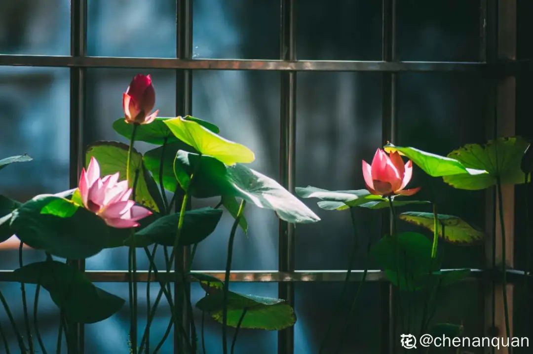 百合麗麗多肉繁殖方法_百合麗麗多肉植物怎么扦插_百合麗麗多肉