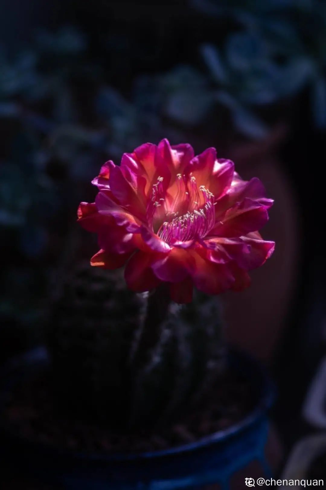 百合麗麗多肉植物怎么扦插_百合麗麗多肉繁殖方法_百合麗麗多肉