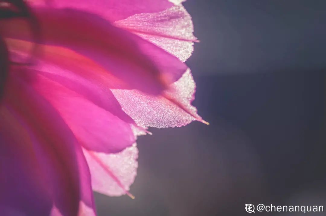 百合麗麗多肉_百合麗麗多肉繁殖方法_百合麗麗多肉植物怎么扦插