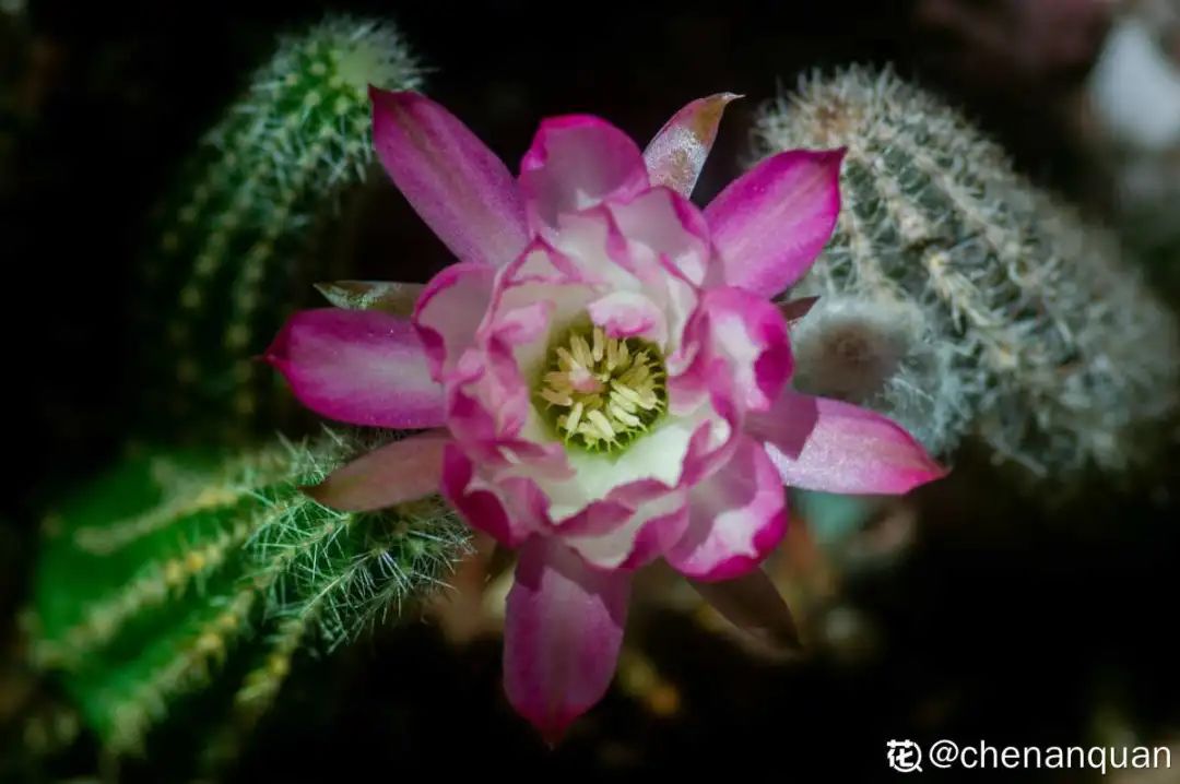 百合麗麗多肉繁殖方法_百合麗麗多肉植物怎么扦插_百合麗麗多肉