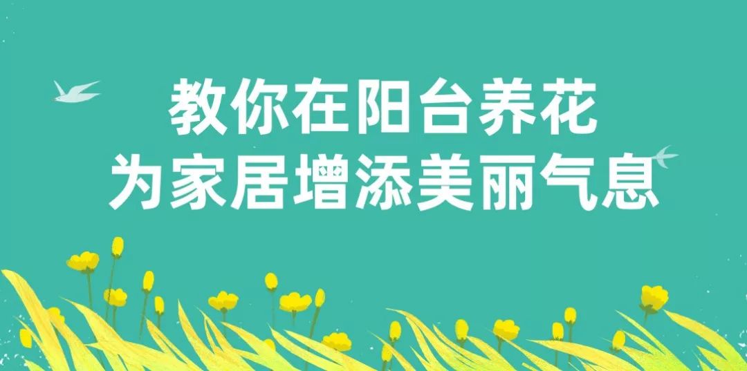 多肉熊童子，選個好花盆，配個透氣土，3個月躥成熊森林