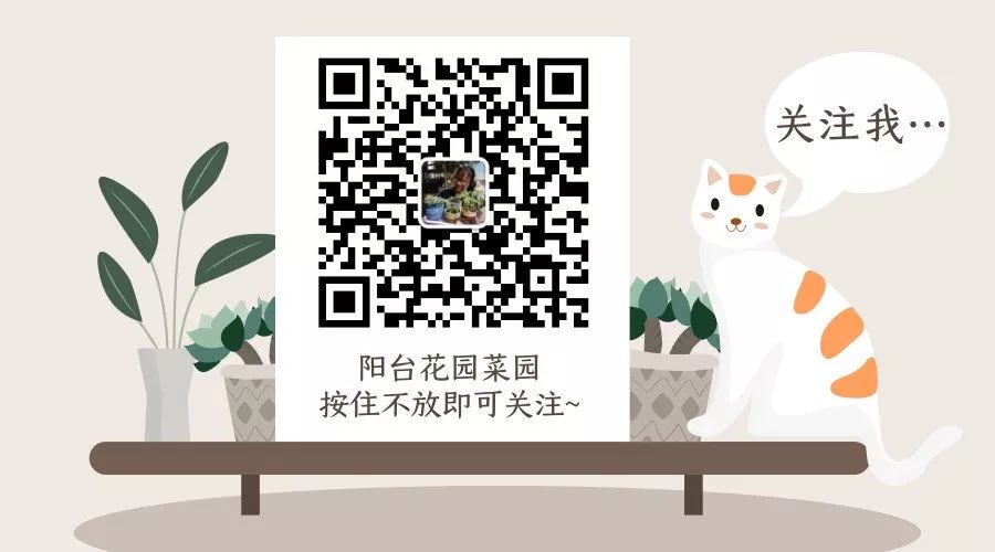 多大花盆多肉好看_多肉花盆多大好_多肉植物多大花盆合適