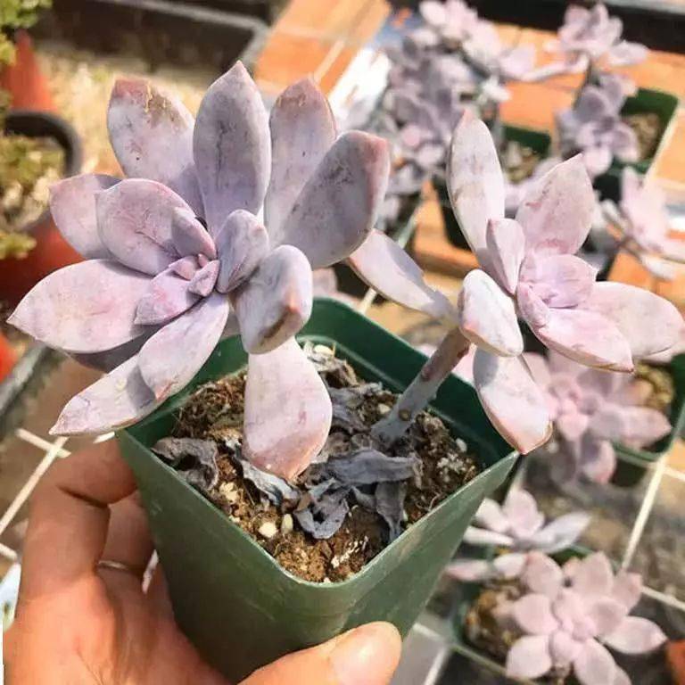 這幾種多肉真抗凍，-10℃也凍不死，大冬天也能長(zhǎng)滿(mǎn)盆！