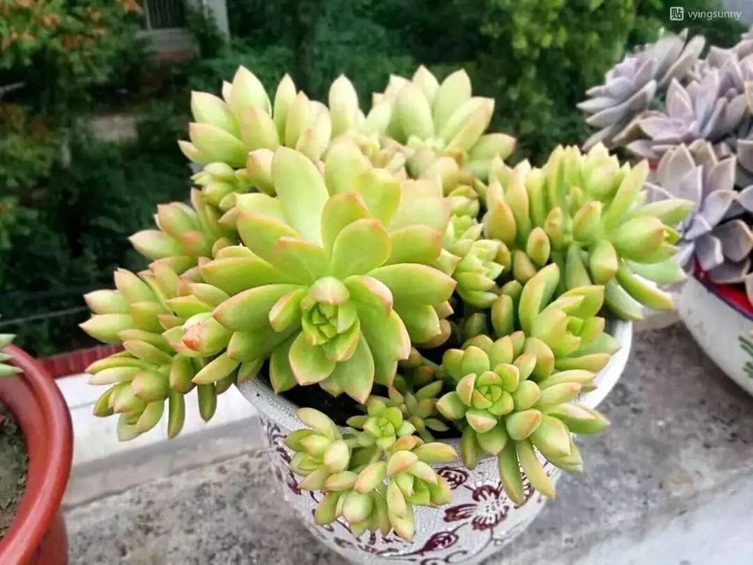 多肉凍死了還能活過來嗎_多肉凍死圖片_凍死的多肉