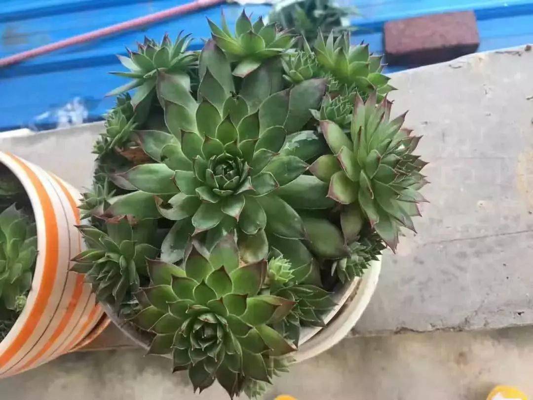 凍死的多肉_多肉凍死了還能活過來嗎_多肉凍死圖片