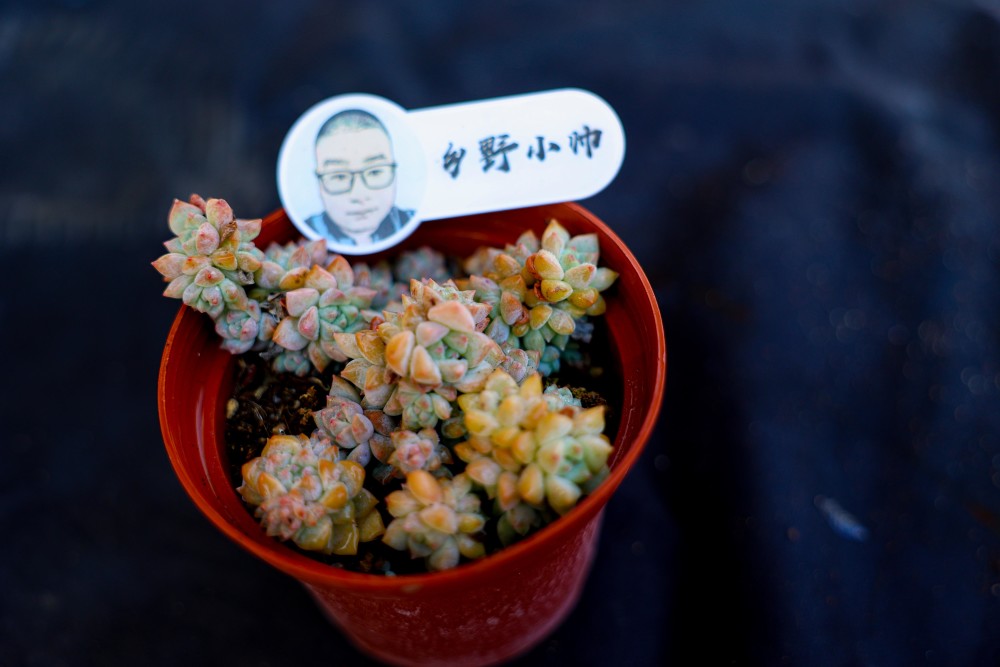 冬天養多肉怎么澆水，幾種情況下不要澆水，愛多肉的你注意了