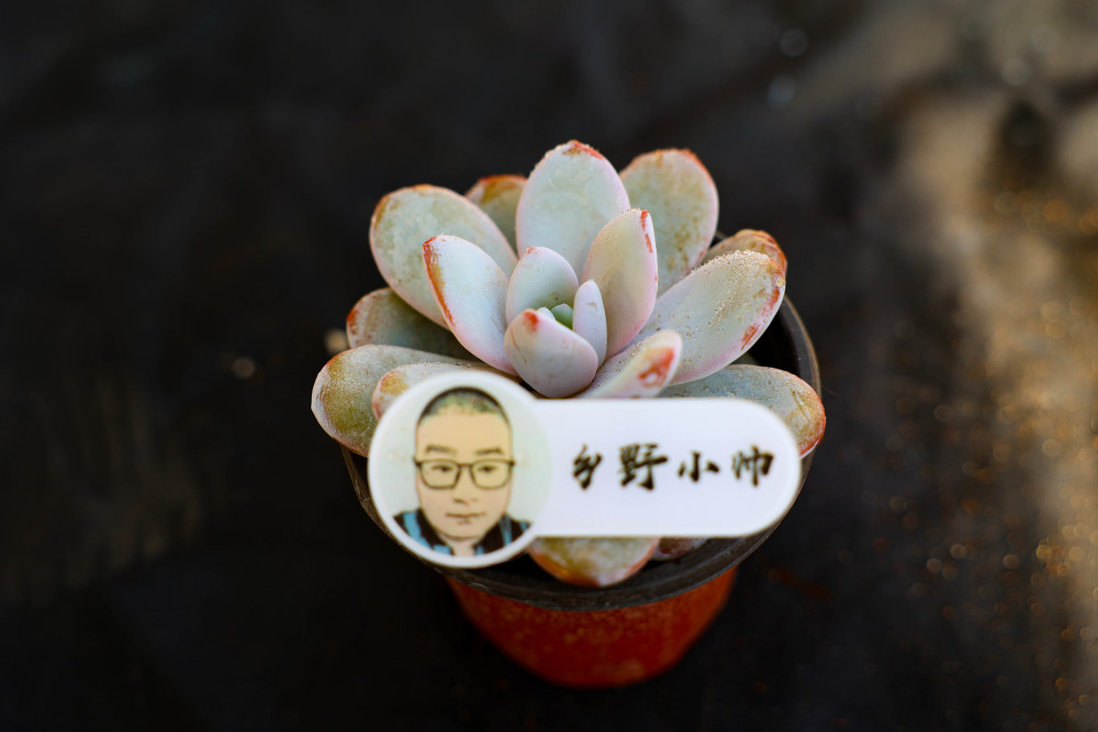 的多肉澆水_澆水多肉好美_澆水多肉植物有哪些