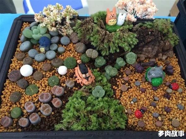 多肉 顆粒_顆粒多肉土_顆粒多肉開花怎么回事