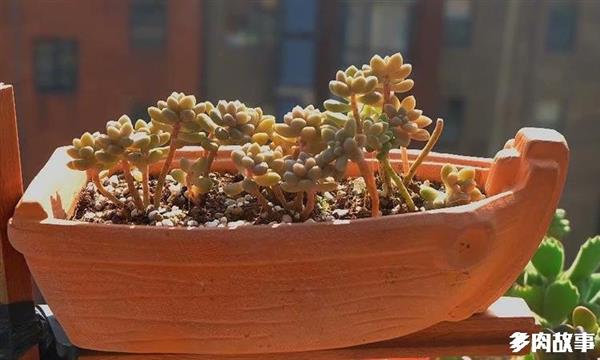 顆粒多肉土_多肉 顆粒_顆粒多肉開花怎么回事