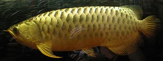 觀賞魚海象圖片_觀賞魚海象_觀賞魚海象的養(yǎng)殖方法