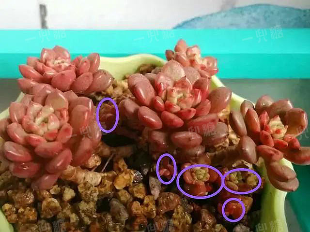 多頭多肉需要拆開嗎_多頭 多肉_多頭多肉怎么換盆