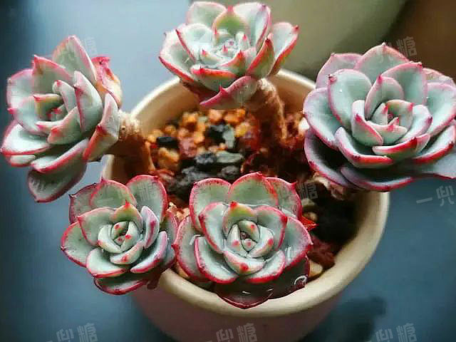 多頭多肉需要拆開嗎_多頭 多肉_多頭多肉怎么換盆