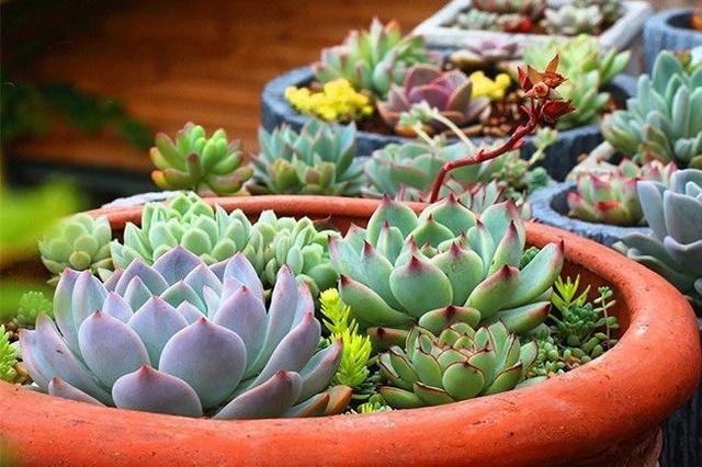 多肉上盆后，“誘惑根”就靠“土”，一栽就成活，全靠關(guān)鍵2步
