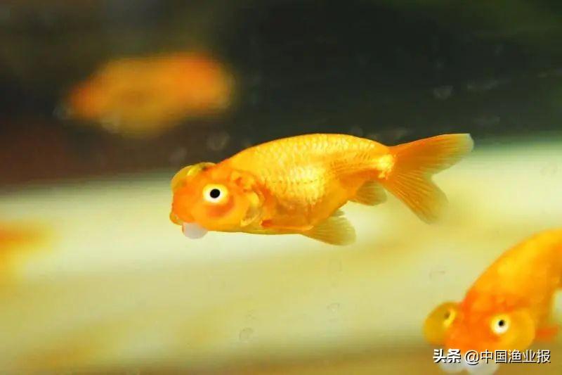 觀賞魚醫(yī)院_觀賞魚場_觀賞魚診所