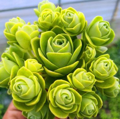 5款“玫瑰系”多肉，不僅顏值高，且好養(yǎng)活，新人也適合