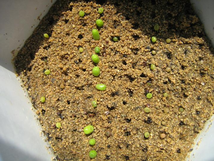 各種多肉植物_種類植物多肉有哪些_多肉植物的種類