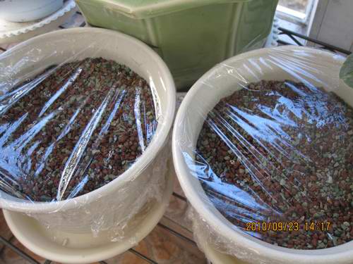 種類植物多肉有哪些_多肉植物的種類_各種多肉植物