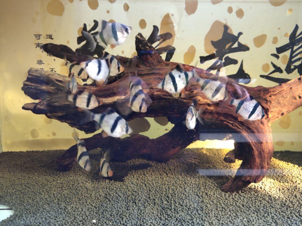 觀賞魚開缸養(yǎng)水方法_觀賞魚缸怎么養(yǎng)水_養(yǎng)觀賞魚養(yǎng)水怎么養(yǎng)