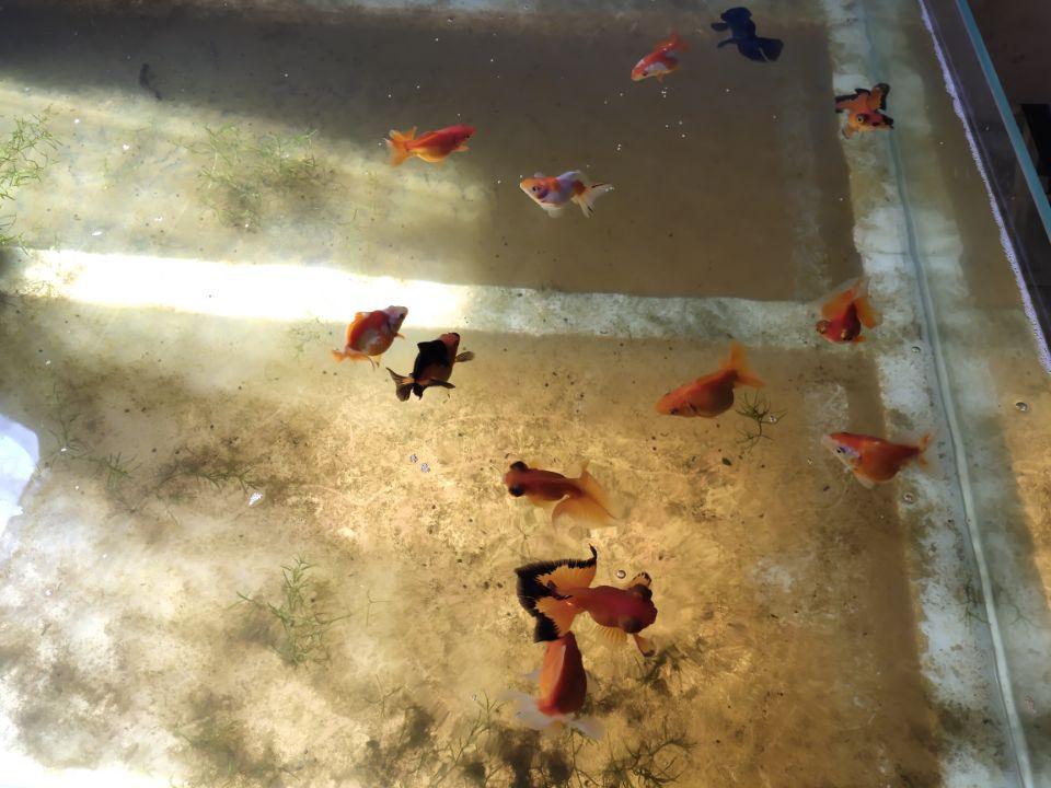 觀賞魚缸怎么養(yǎng)水_養(yǎng)觀賞魚養(yǎng)水怎么養(yǎng)_觀賞魚開缸養(yǎng)水方法