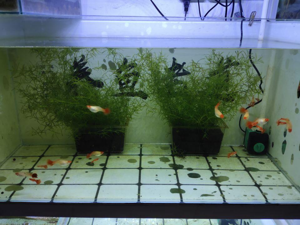 養(yǎng)觀賞魚養(yǎng)水怎么養(yǎng)_觀賞魚缸怎么養(yǎng)水_觀賞魚開缸養(yǎng)水方法