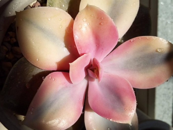 多肉植物算不算是花 紫珍珠，紐倫堡珍珠