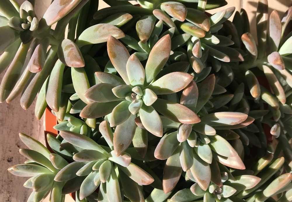 植物多肉怎么養殖方法_植物多肉的圖片_多肉植物怎么