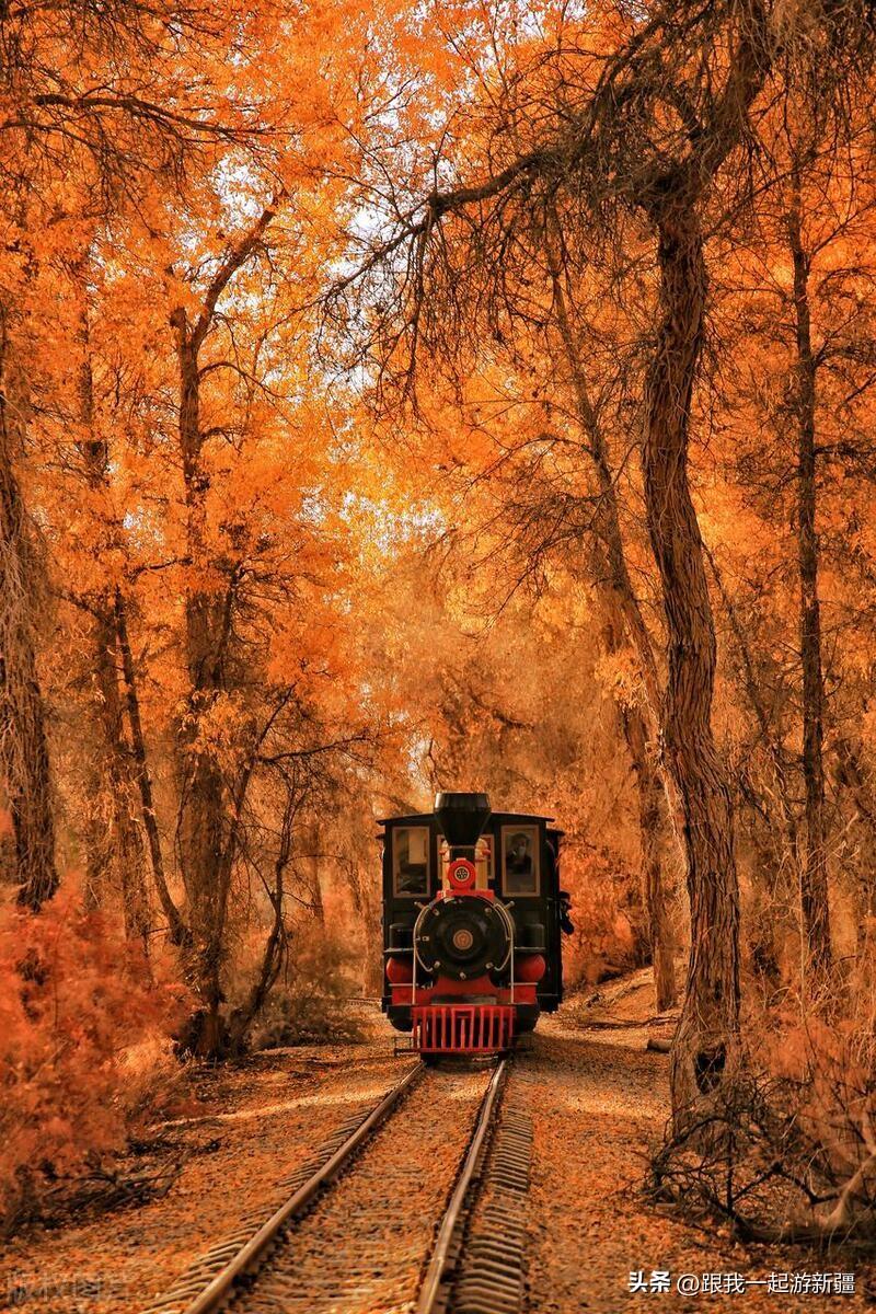 胡楊林旅游路線_胡楊林景區旅游攻略_胡楊林旅游團報價