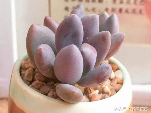 多肉植物教學視頻_植物多肉如何養殖_玩轉多肉植物