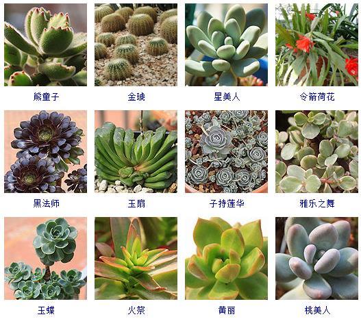 多肉植物哪里來(lái)的_多肉植物的來(lái)源地_多肉剛來(lái)的時(shí)候怎么弄