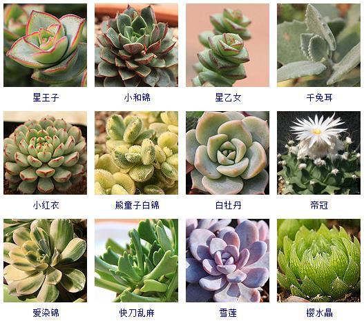 多肉植物哪里來(lái)的_多肉剛來(lái)的時(shí)候怎么弄_多肉植物的來(lái)源地