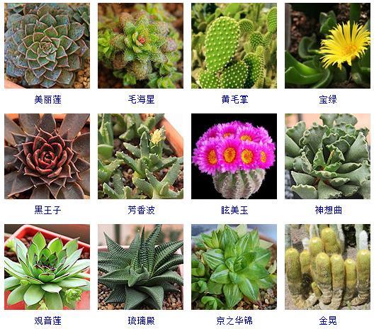 多肉植物的來(lái)源地_多肉植物哪里來(lái)的_多肉剛來(lái)的時(shí)候怎么弄