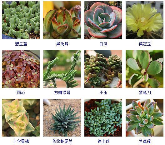 多肉植物的來(lái)源地_多肉植物哪里來(lái)的_多肉剛來(lái)的時(shí)候怎么弄