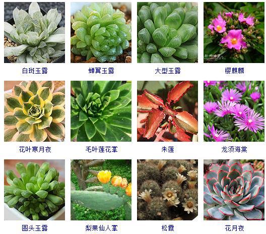 多肉剛來(lái)的時(shí)候怎么弄_多肉植物哪里來(lái)的_多肉植物的來(lái)源地