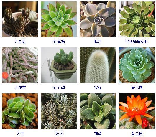 多肉植物的來(lái)源地_多肉剛來(lái)的時(shí)候怎么弄_多肉植物哪里來(lái)的