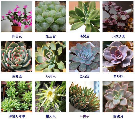 多肉植物的來(lái)源地_多肉剛來(lái)的時(shí)候怎么弄_多肉植物哪里來(lái)的