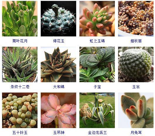 多肉植物的來(lái)源地_多肉剛來(lái)的時(shí)候怎么弄_多肉植物哪里來(lái)的