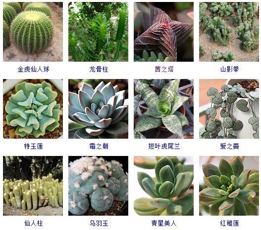 多肉剛來(lái)的時(shí)候怎么弄_多肉植物的來(lái)源地_多肉植物哪里來(lái)的