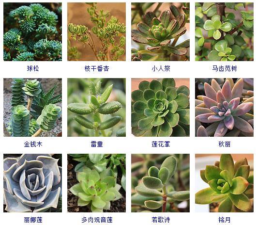 多肉植物哪里來(lái)的_多肉剛來(lái)的時(shí)候怎么弄_多肉植物的來(lái)源地