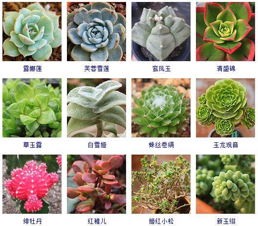 多肉剛來(lái)的時(shí)候怎么弄_多肉植物的來(lái)源地_多肉植物哪里來(lái)的