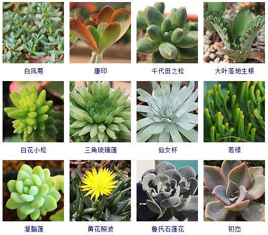 多肉植物的來(lái)源地_多肉植物哪里來(lái)的_多肉剛來(lái)的時(shí)候怎么弄