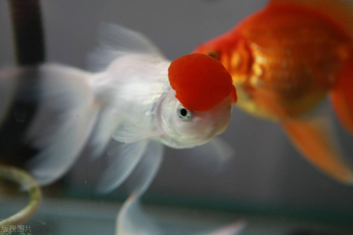 觀賞魚魚苗吃什么長得快_觀賞魚魚苗吃什么_觀賞魚苗喂什么