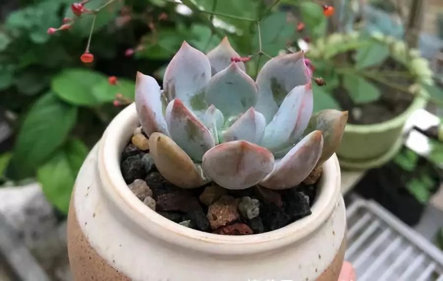 多肉在南方冬天怎么養_南方冬天多肉植物怎樣過冬_南方的冬天怎么養多肉