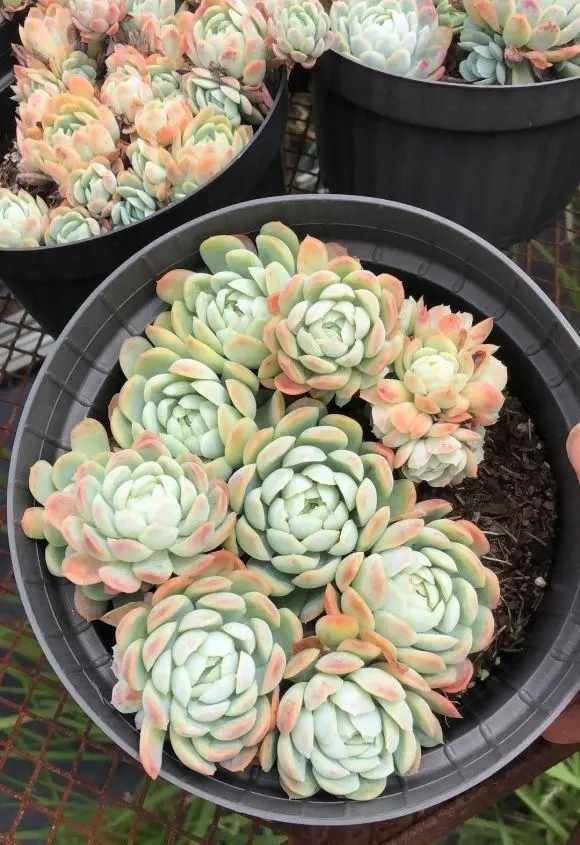 多肉算花還是算草_多肉植物算不算花_多肉植物算花嗎