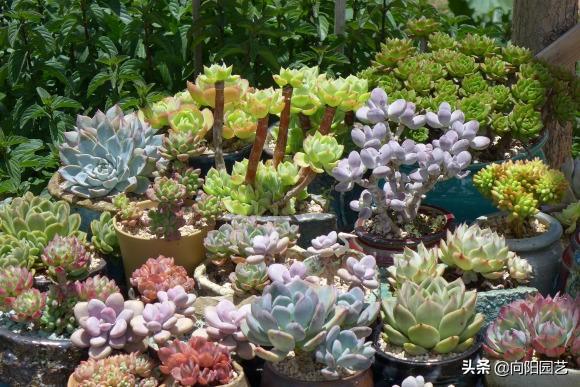 喜歡養多肉，不停的買，家里放不下了，有“感同身受”的花友嗎