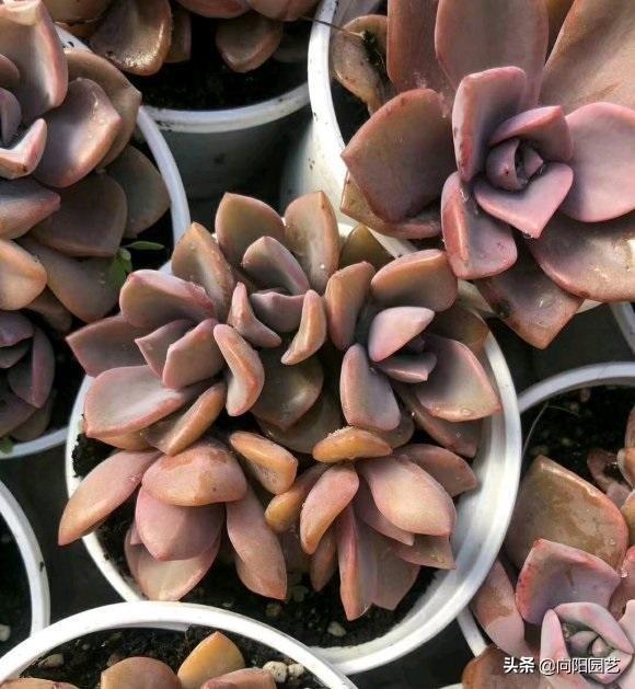 家養多肉什么品種好_家庭養多肉植物好不好_家養多肉植物哪種好